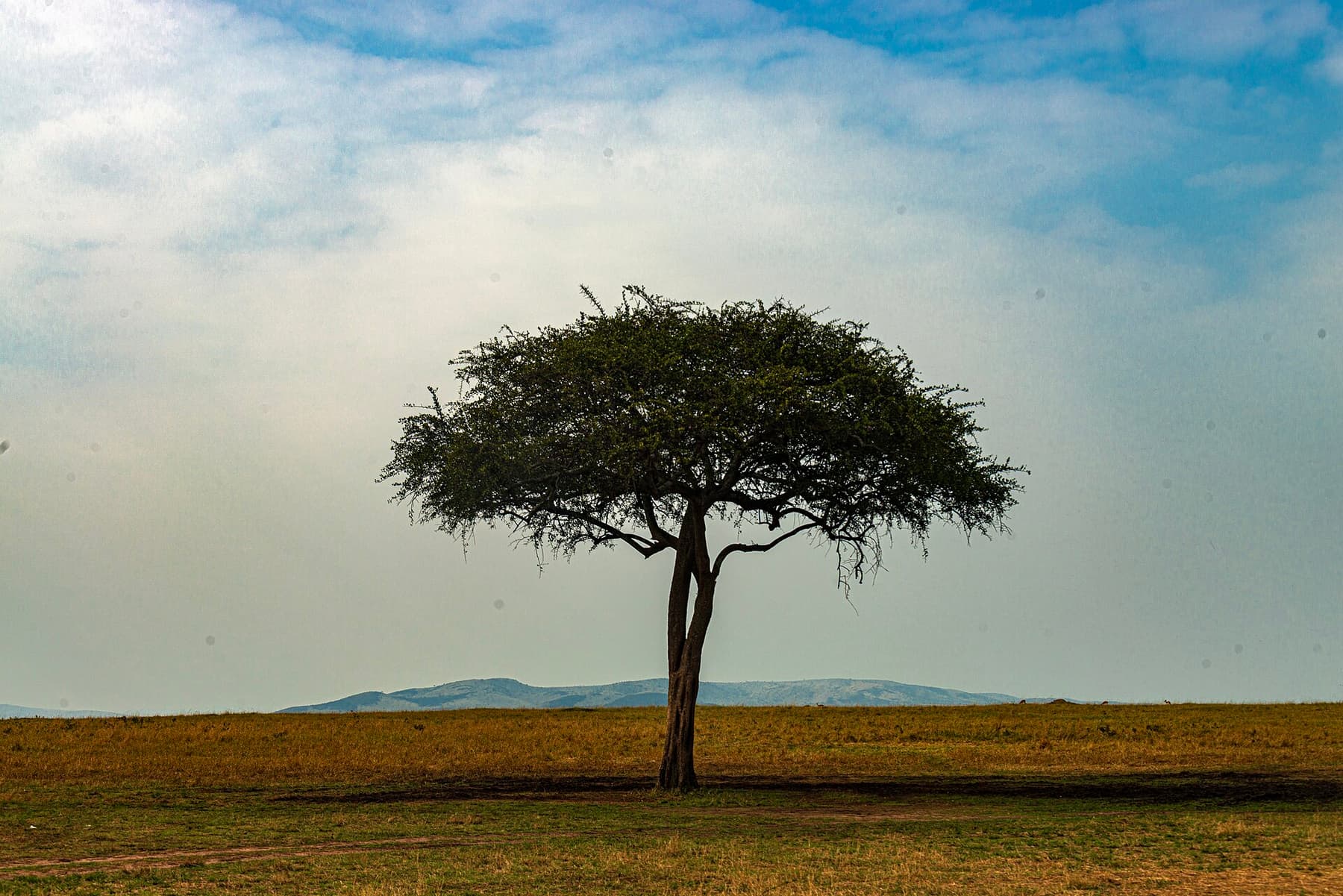 Lone acacia tree silhouetted against a golden sunset over the Maasai Mara