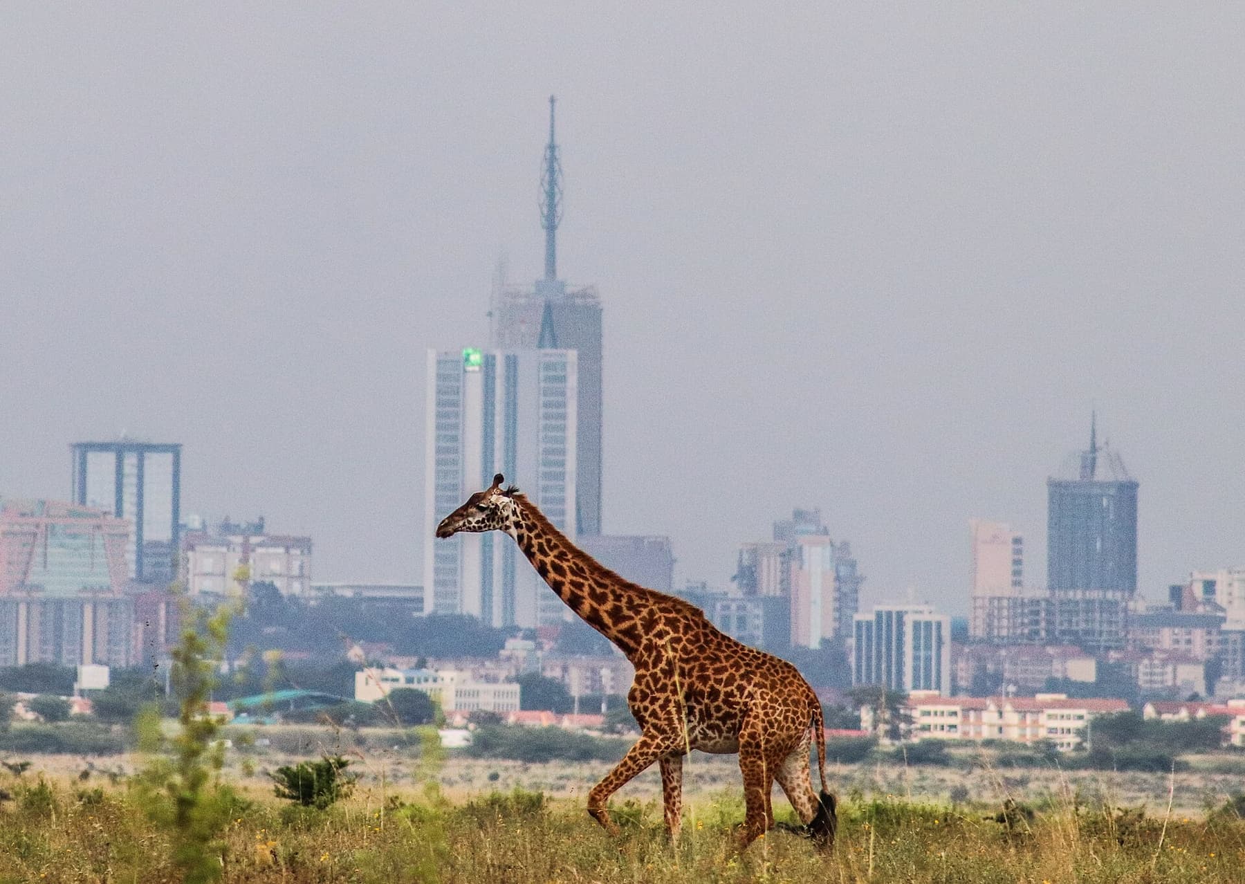 Maasai giraffe browsing with the Nairobi city skyline behind